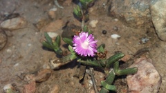 Ruschia truteri