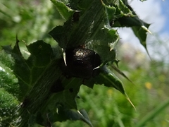 Chrysolina