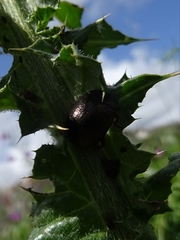 Chrysolina