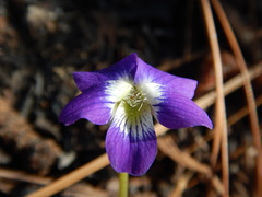 Viola septemloba