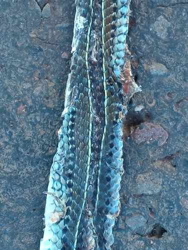 Fronted Ground Snake