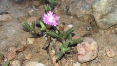 Ruschia truteri