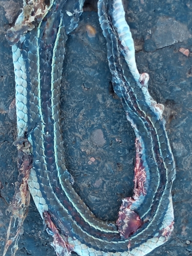 Fronted Ground Snake