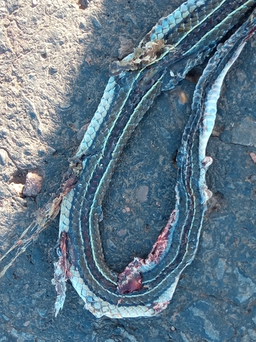 Fronted Ground Snake