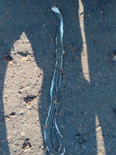Fronted Ground Snake