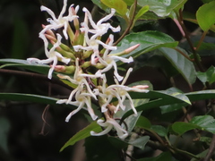 Anodendron benthamianum