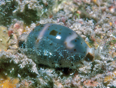 Bistolida hirundo