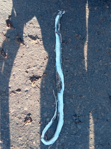 Fronted Ground Snake