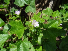 Malva