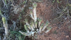 Euphorbia mammillaris
