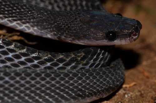 Mocquard's African Ground Snake