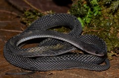 Mocquard's African Ground Snake photo 3