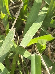 Draeculacephala antica