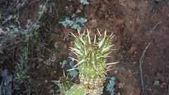 Euphorbia mammillaris