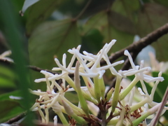 Anodendron benthamianum
