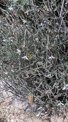 Carlowrightia arizonica
