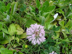 Trifolium pratense