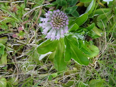 Trifolium pratense