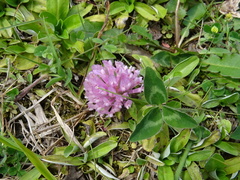 Trifolium pratense