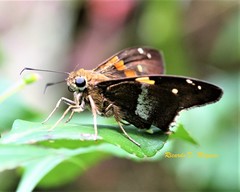 Aguna asander asander