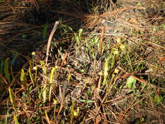 Sarracenia minor minor