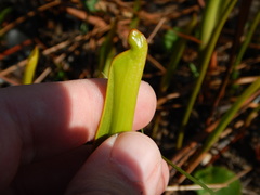 Sarracenia minor minor