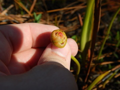 Sarracenia minor minor
