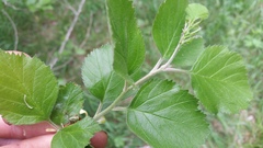 Crataegus texana