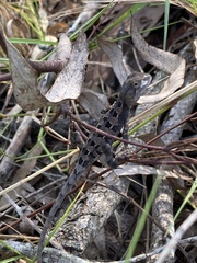 Diporiphora