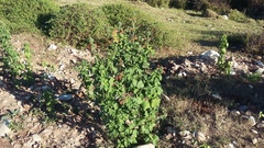 Leonotis nepetifolia nepetifolia