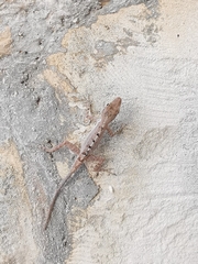 Anolis scriptus