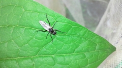 Bibio albipennis