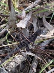 Diporiphora
