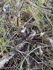 Diporiphora
