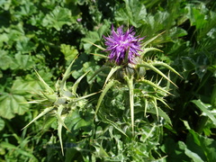 Silybum marianum
