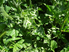 Silybum marianum