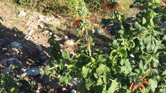 Leonotis nepetifolia nepetifolia