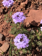 Glandularia chiricahensis
