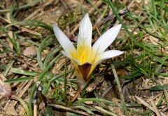 Romulea bulbocodium leichtliniana