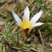 Romulea bulbocodium - Photo (c) Σάββας Ζαφειρίου (Savvas Zafeiriou), alguns direitos reservados (CC BY-NC), uploaded by Σάββας Ζαφειρίου (Savvas Zafeiriou)