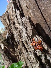 Pyrrhocoris apterus