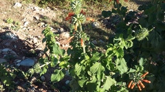Leonotis nepetifolia nepetifolia