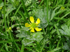 Ranunculus muricatus