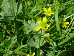 Ranunculus muricatus