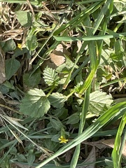 Rhynchosida physocalyx