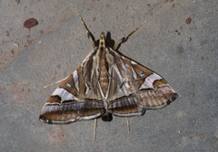 Agrioglypta itysalis