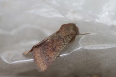 Australothis rubrescens