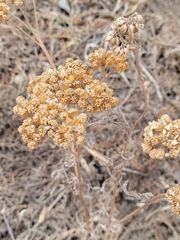 Achillea millefolium borealis