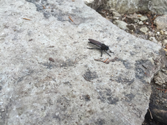 Promachus painteri