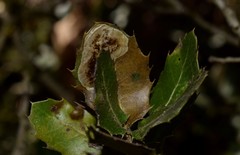 Phyllonorycter belotella